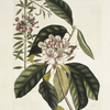 Chamærhododendros &c. ; Chamædaphne semper virens &c.