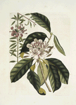 Chamærhododendros &c. ; Chamædaphne semper virens &c.