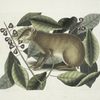 Lepus Javensis, The Java Hare; Ficus citrii folio &c.