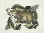 Lepus Javensis, The Java Hare; Ficus citrii folio &c.