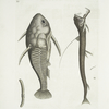 Vipera marina, The Viper-mouth; Cataphractus Americanus.