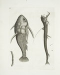 Vipera marina, The Viper-mouth; Cataphractus Americanus.
