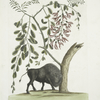 Bison Americanus; Pseudo Acacia hispida floribus roseis.