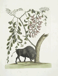Bison Americanus; Pseudo Acacia hispida floribus roseis.