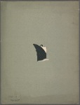 S.S. "Normandie"