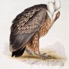 Griffon Vulture. (Vultur fulvus.)