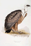 Griffon Vulture