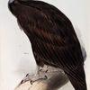 Cinereous Vulture. Vultur cinereus.