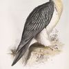 Bearded Vulture or Læmmer-geyer. Gypaëtus barbatus.
