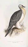Bearded Vulture or Læmmer-geyer