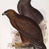 Golden Eagle. Aguila chrysaëta.