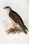 Bonelli's Eagle