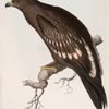Spotted Eagle. Aquila nævia.