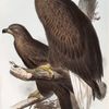 Sea Eagle. Haliæetus albicilla.