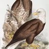 White-headed Eagle. Haliæetus leucocephalus.