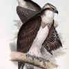 Osprey. Pandion haliæetus.