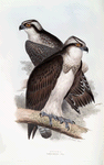 Osprey