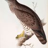 Short-toed Eagle
