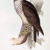 Common Buzzard