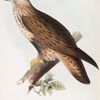 Rough-legged Buzzard