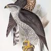 Goshawk