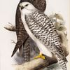 Jer Falcon
