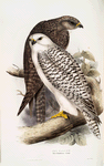 Jer Falcon