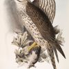 Lanner Falcon