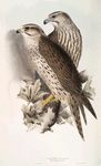 Lanner Falcon