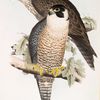Peregrine Falcon
