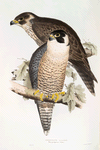 Peregrine Falcon