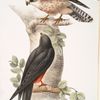 Red-footed Falcon