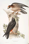 Red-footed Falcon