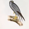 Lead-coloured Falcon