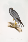 Lead-coloured Falcon