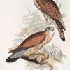 Kestrel