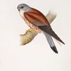 Lesser Kestrel