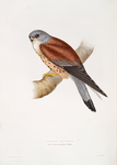 Lesser Kestrel