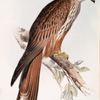 Kite