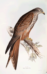 Kite