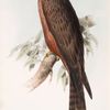 Black Kite