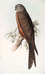 Black Kite