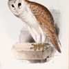 Barn Owl