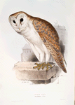 Barn Owl