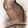 Great Horned or Eagle Owl