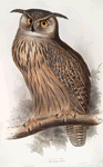 Great Horned or Eagle Owl