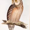 Eastern Great Horned Owl