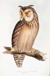Eastern Great Horned Owl