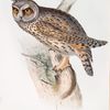Long-eared Owl