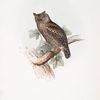 Scops-eared Owl